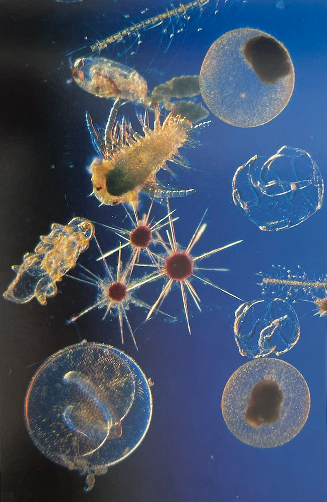 An image depicting a variety of animals.