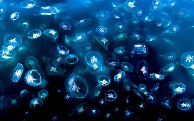 An image of a swarm of jellyfish, representing emergent collective behavior.
