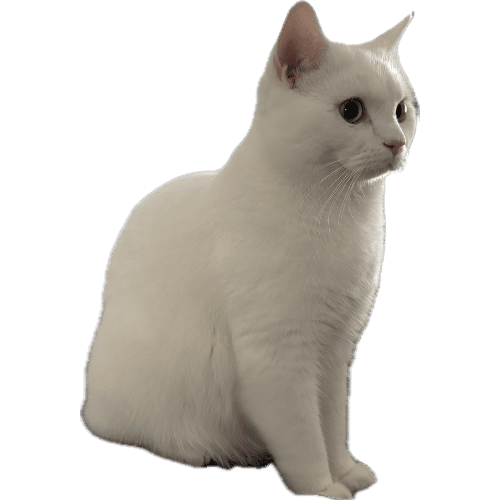Palo mascot
