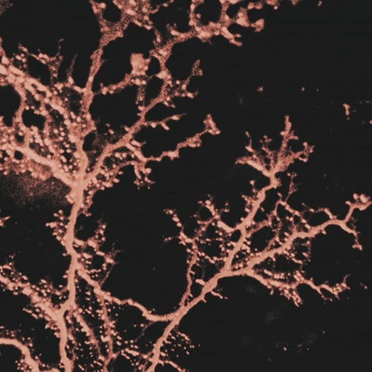 An image of a glowing mycelial network in a dark forest.